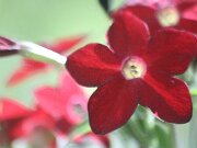 IMG_9310