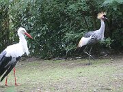 IMG_0001