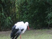IMG_0005
