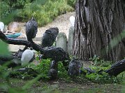IMG_0009