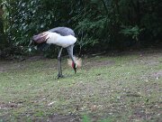 IMG_0012