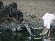 IMG_0018