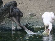 IMG_0019