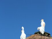 IMG_0001