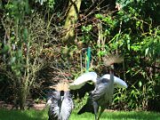 IMG_0002