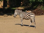 IMG_0004