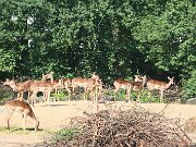 IMG_0005
