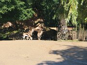 IMG_0006