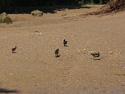 IMG_0010