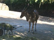 IMG_0011