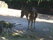 IMG_0012