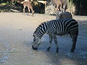 IMG_0016