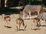 IMG_0017