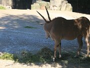 IMG_0018