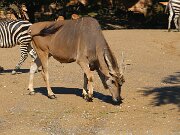 IMG_0020