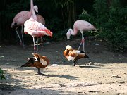 IMG_5775