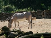 IMG_5785