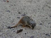 IMG_6534