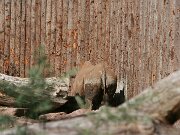 IMG_6542