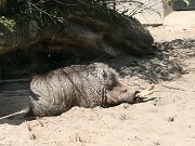 IMG_6556