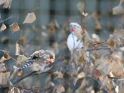 IMG_6557
