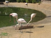IMG_0008