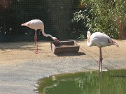 IMG_0009