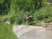 IMG_0011