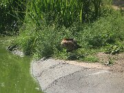 IMG_0012