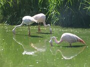 IMG_0013