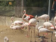 IMG_0016