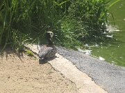 IMG_0017