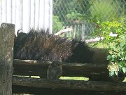 IMG_0019
