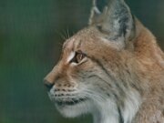 Bad Harzburg Baumwipfelpfad Luchsgehege 16-09-2017