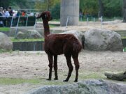 Berliner Zoo