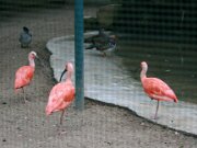Braunschweiger Zoo