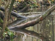 Otterzentrum 18-11-2012