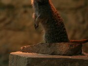 Tierpark Essehof 10-06-2012