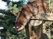 Zoo Braunschweig 02-2011