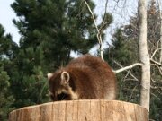 Zoo Braunschweig 03-2012