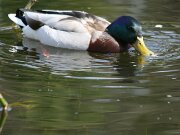 Walpurgis Schierke 2012