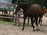 Fohlen 22-07-2012