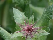 Braunschweig Botanischer Garten 01-07-2012