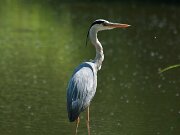 Braunschweig Sommer 2009