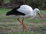 Tierpark Essehof 03-2012