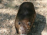 Tierpark Essehof 04-2011