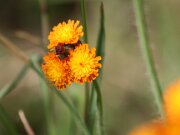Tierpark Essehof 06-2011