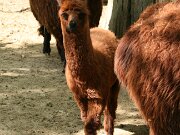 Tierpark Essehof 09-05-2013