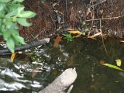 Tierpark Essehof 10-06-2012