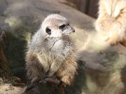 Tierpark Essehof 15-02-2020